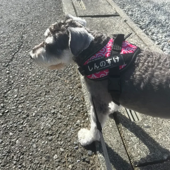 須藤彩音さん趣味